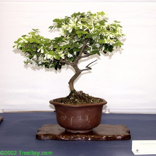 2002Betsuin 101_adj.jpg